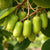 Bio Kiwi 'Super Jumbo'