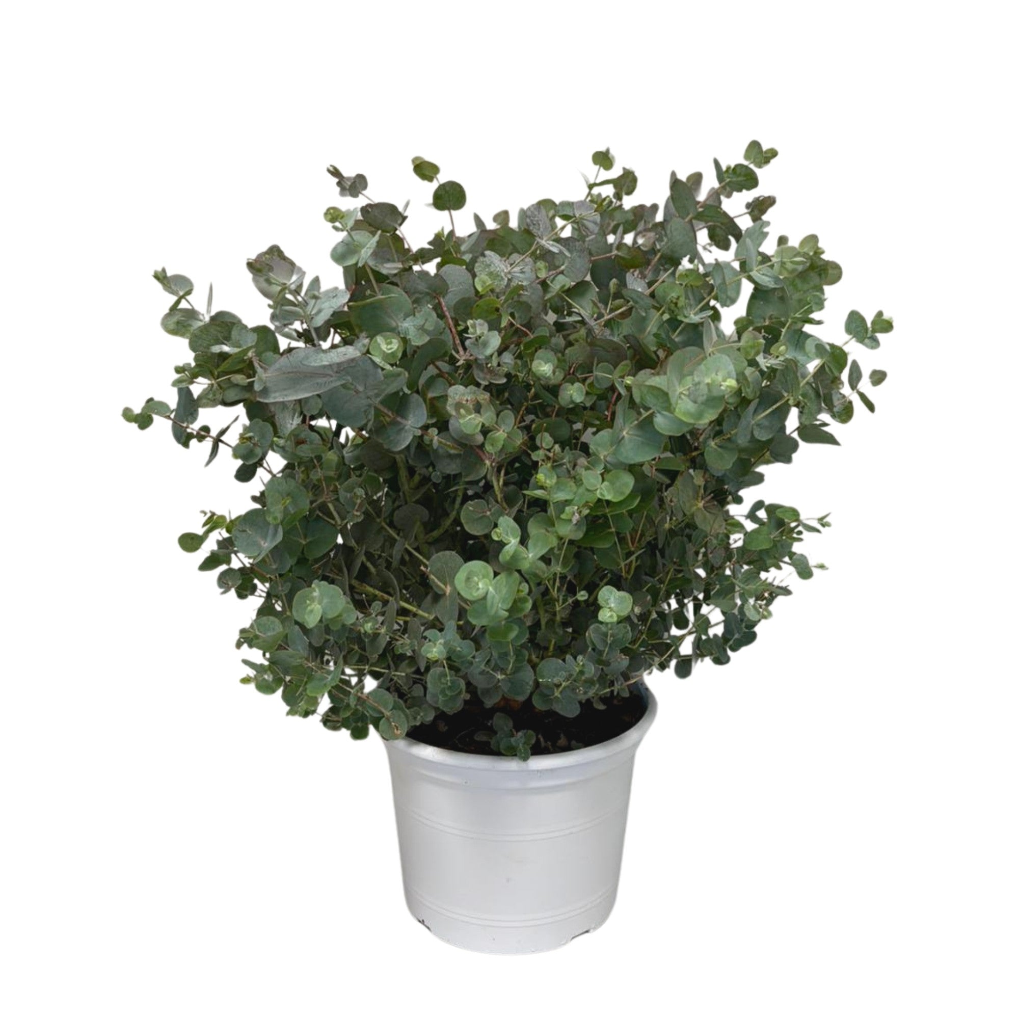 Eucalyptus 'Silver Dollar®'