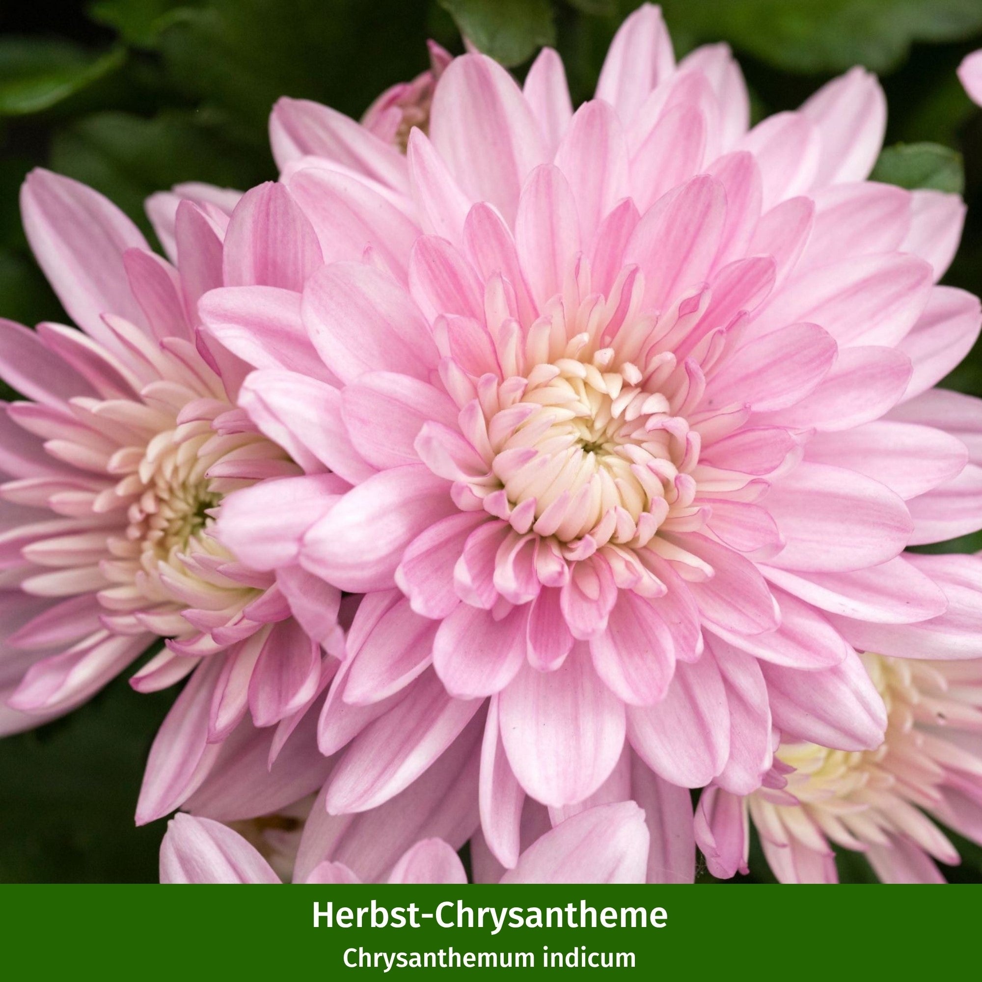 Balkonblumen "Herbstzauber in Pastell"