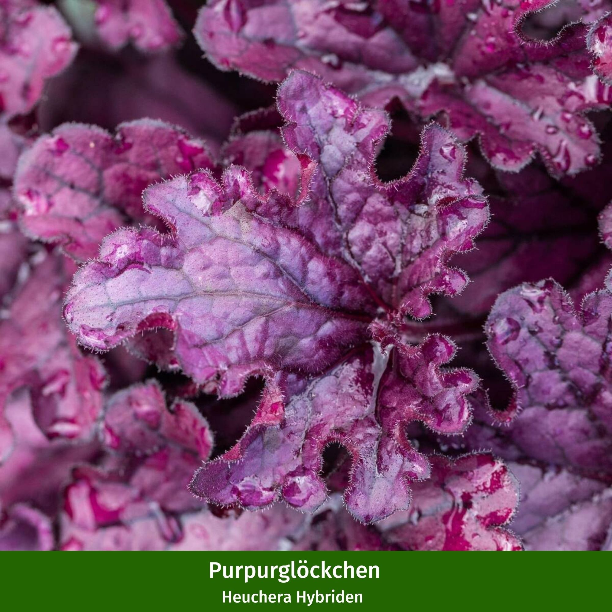 Balkonblumen "Kühler Herbstzauber"