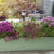 Balkonblumen "Herbstliche Blütenharmonie"