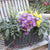 Balkonblumen "Herbstzauber in Pastell"
