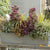Balkonblumen "Blühender Herbstmoment"