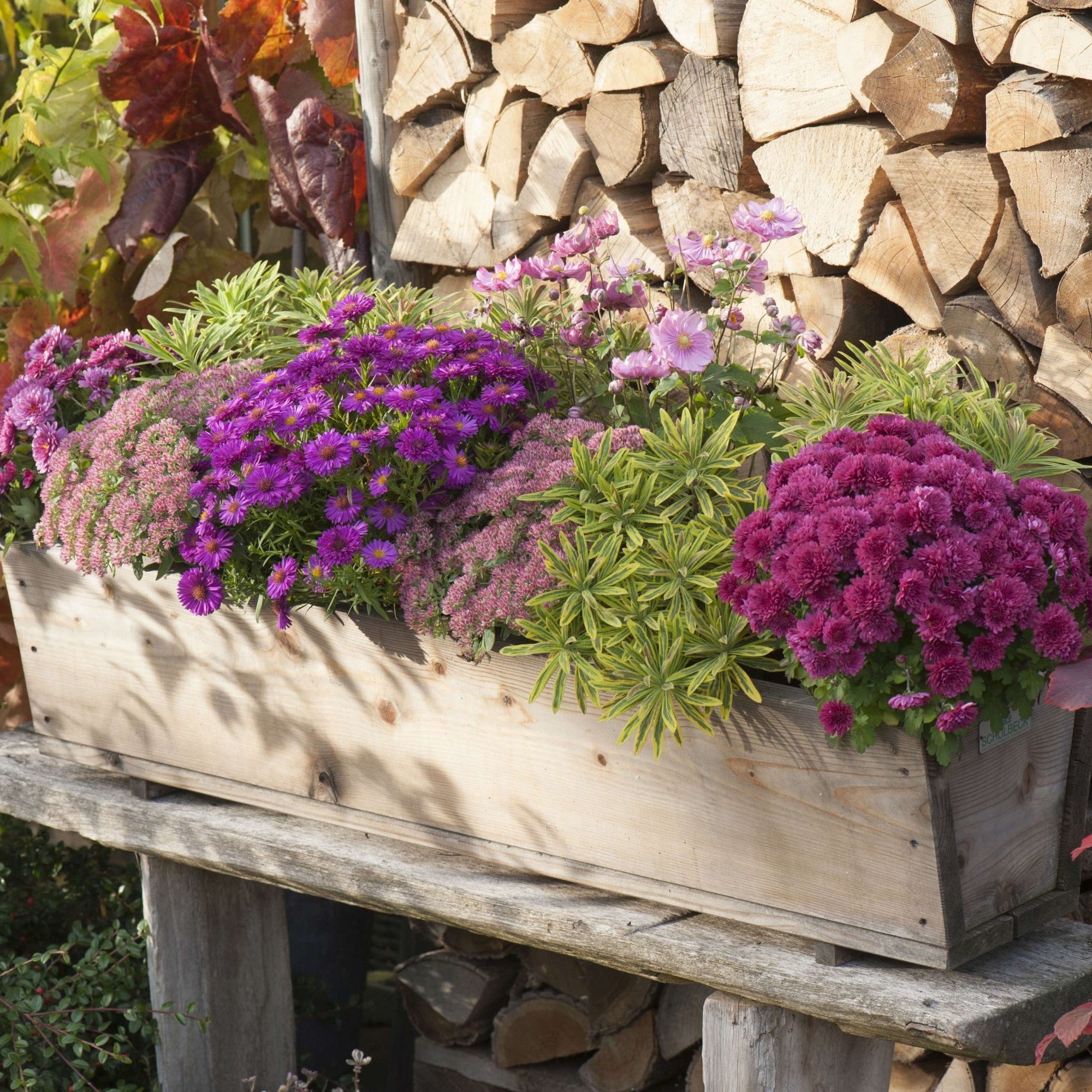 Balkonblumen "Blühende Herbstfreude"