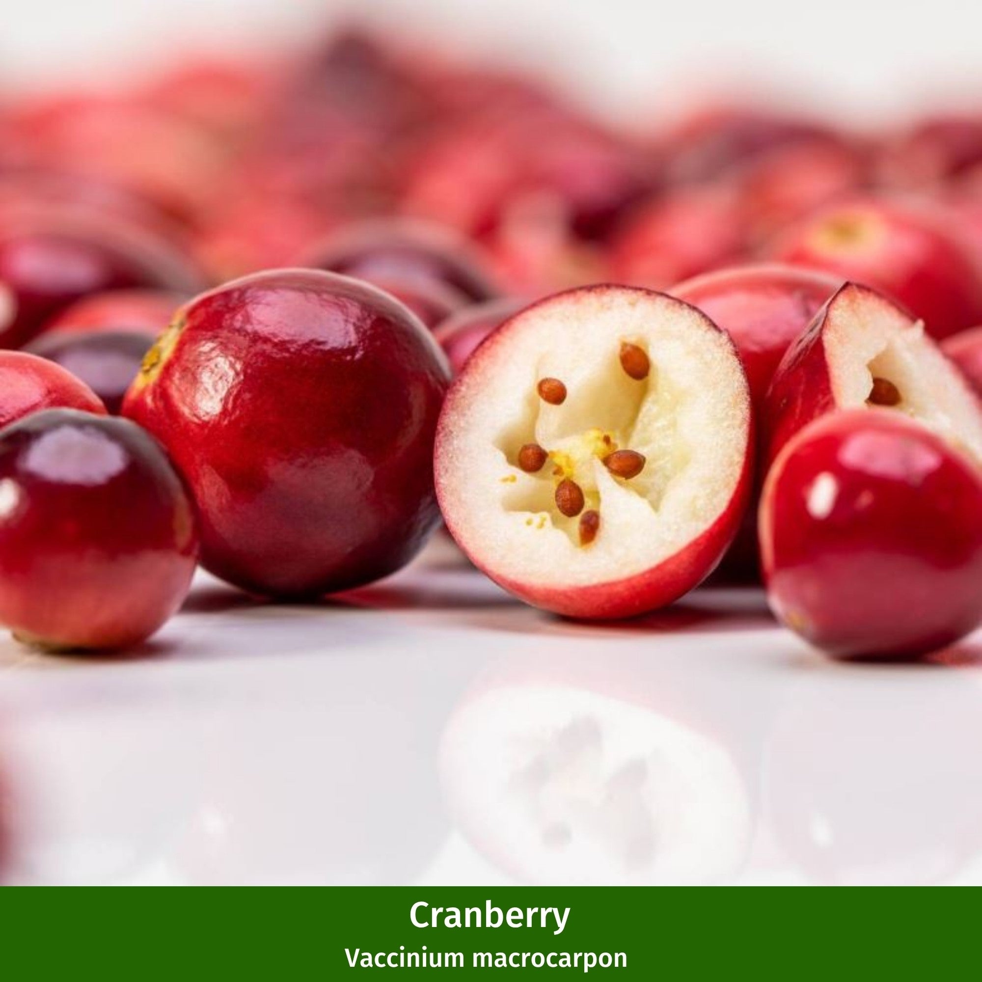 Beeren-Set "Wild und beerig", 12 Pflanzen