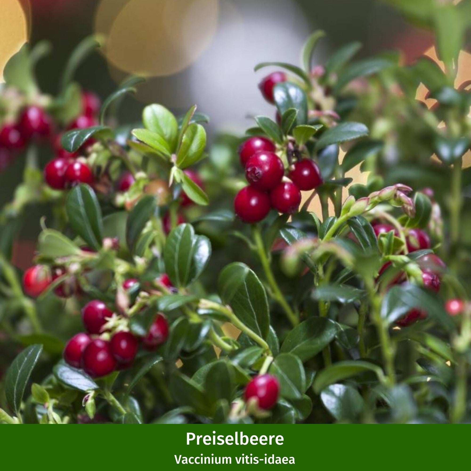 Beeren-Set "Wild und beerig", 12 Pflanzen