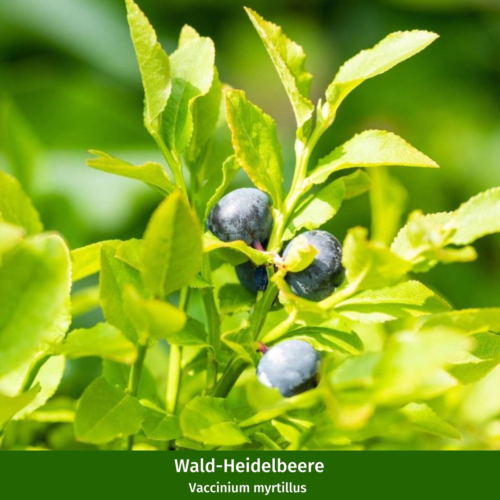Beeren-Set "Wild und beerig", 12 Pflanzen