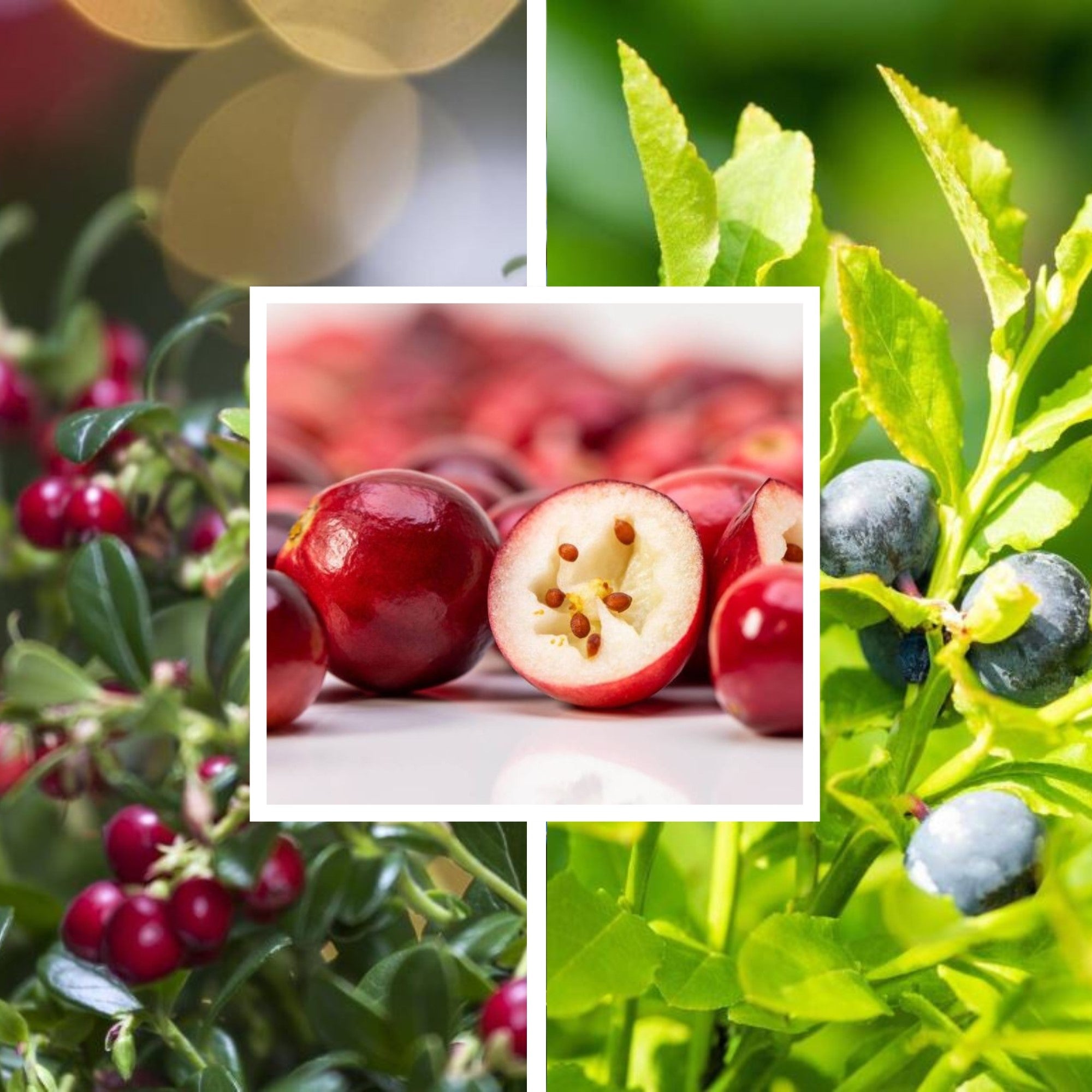 Beeren-Set "Wild und beerig", 12 Pflanzen