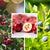 Beeren-Set "Wild und beerig", 12 Pflanzen