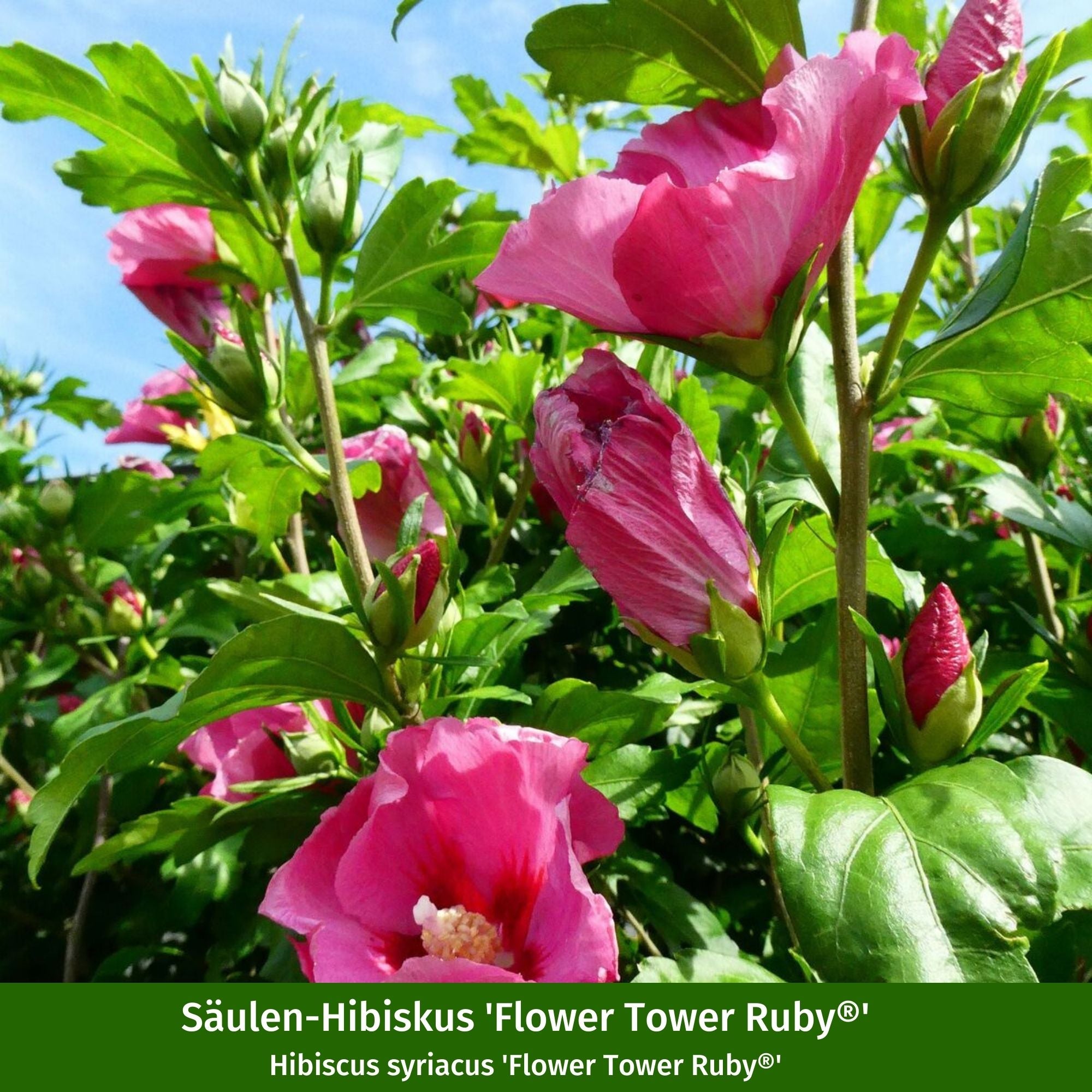 Gartenhibiskus 'Flower Tower®' Purple & Ruby, 2 Pflanzen