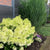 Rispenhortensie & Rutenhirse im Set, 2 Pflanzen