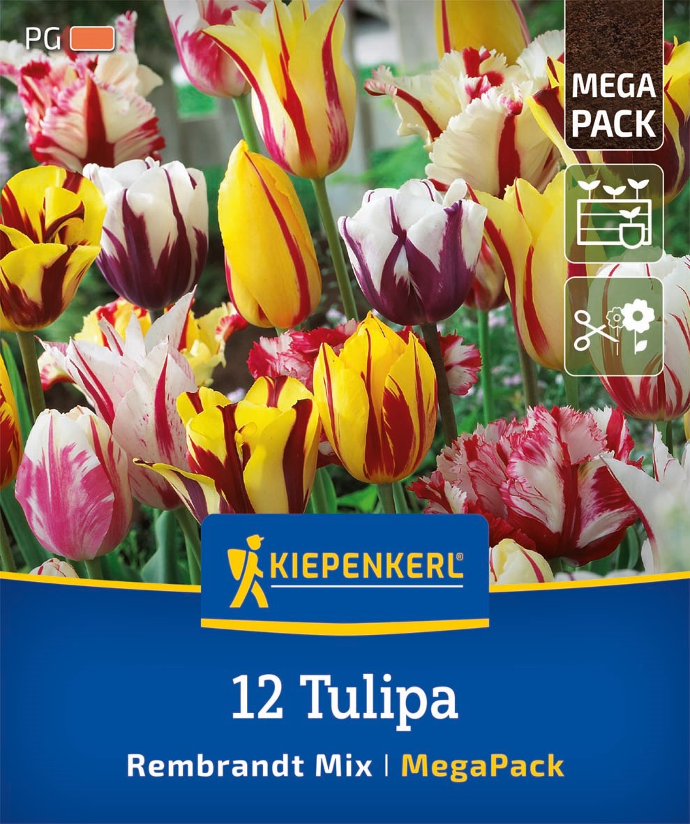 Kiepenkerl Tulpen-Mischung, Mega-Pack