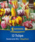 Kiepenkerl Tulpen-Mischung, Mega-Pack