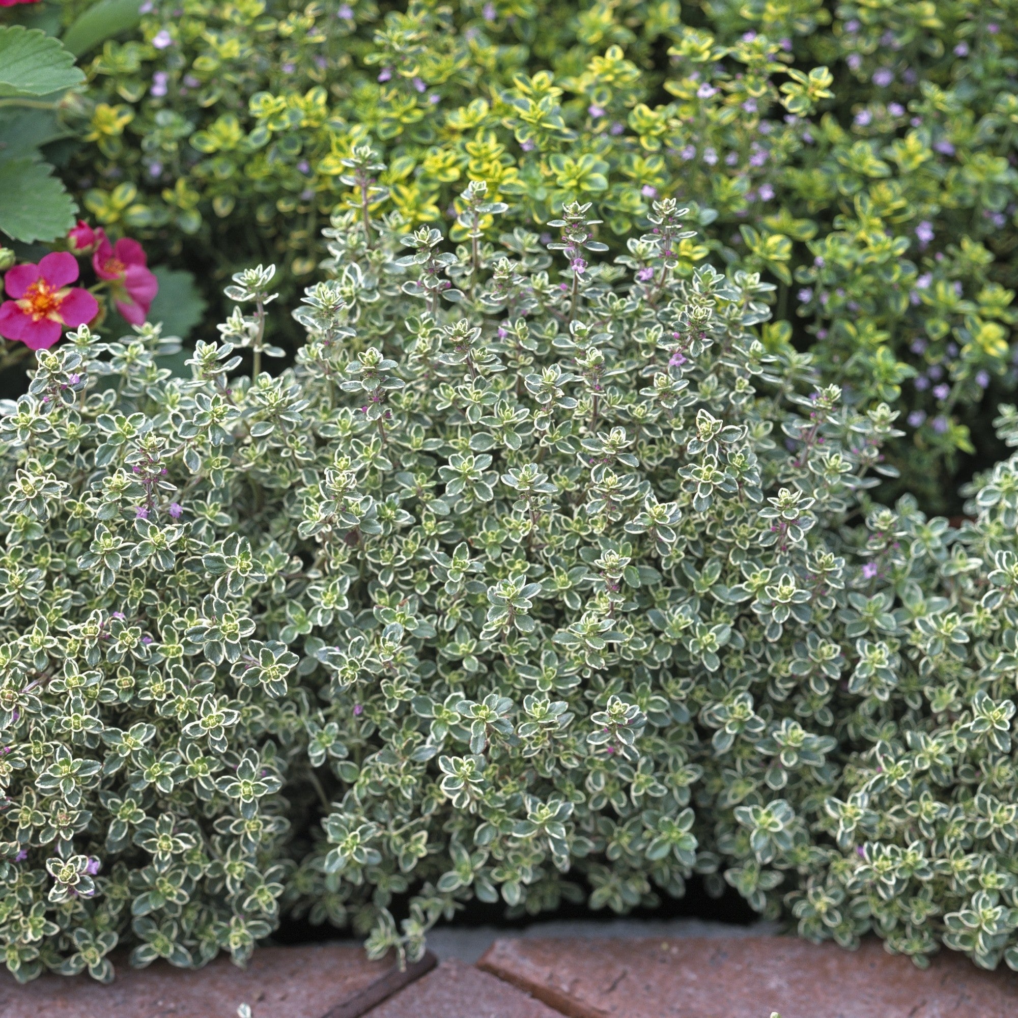 Thymian 'Silver Queen'