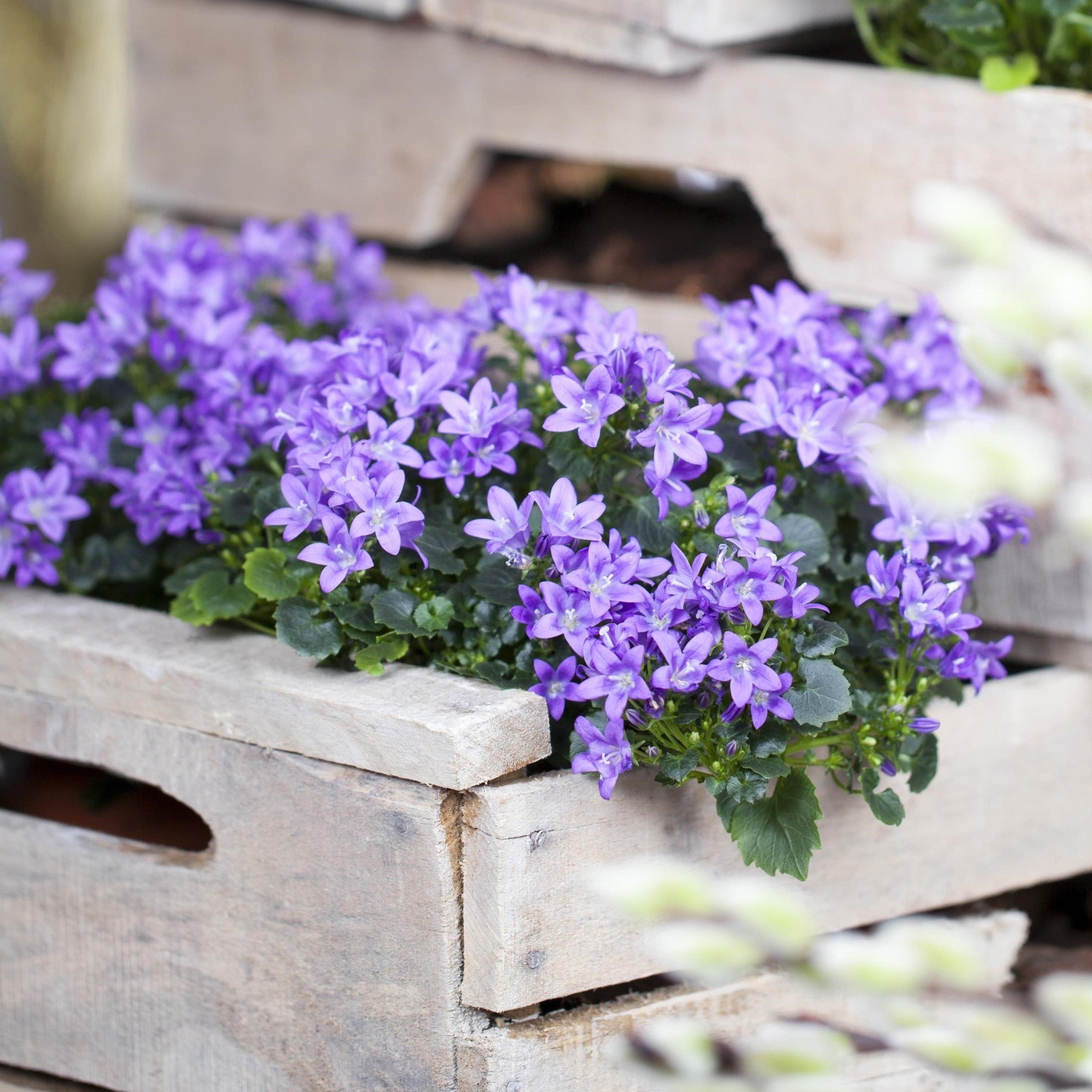 Mini-Polster-Glockenblume