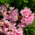 Buchsbaum-Ersatz 'Bloombux®' Busch