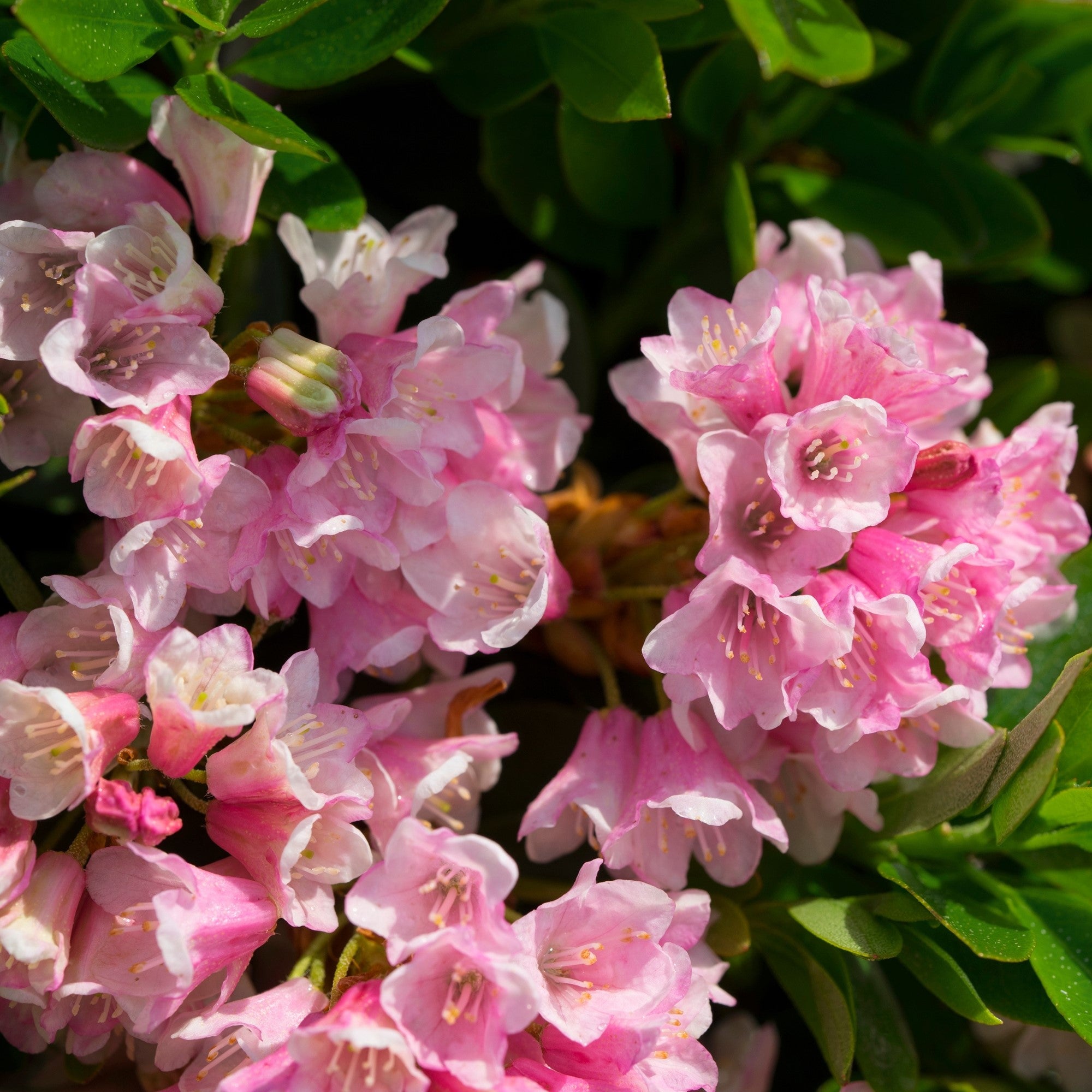 Buchsbaum-Ersatz 'Nugget by Bloombux®', 10er Set