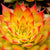 Hauswurz Chick Charms® 'Gold Nugget'