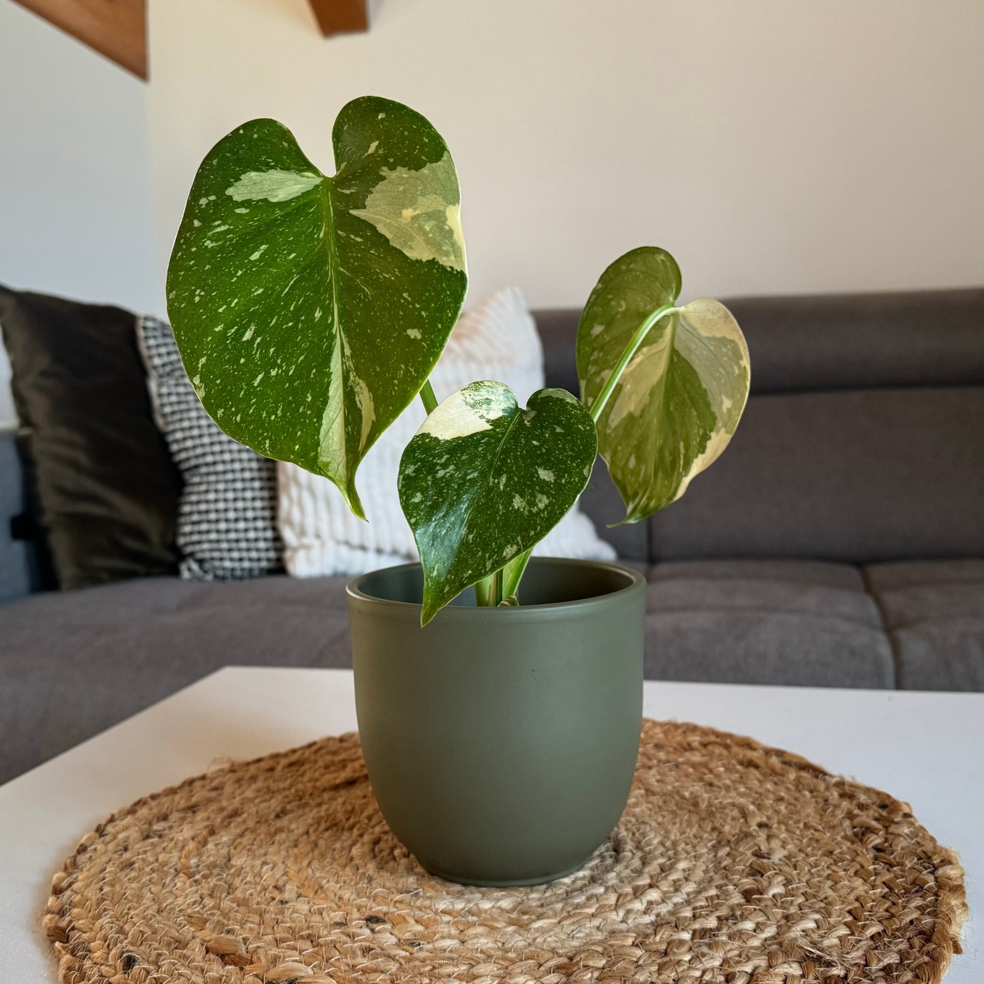 Fensterblatt 'Thai Constellation'