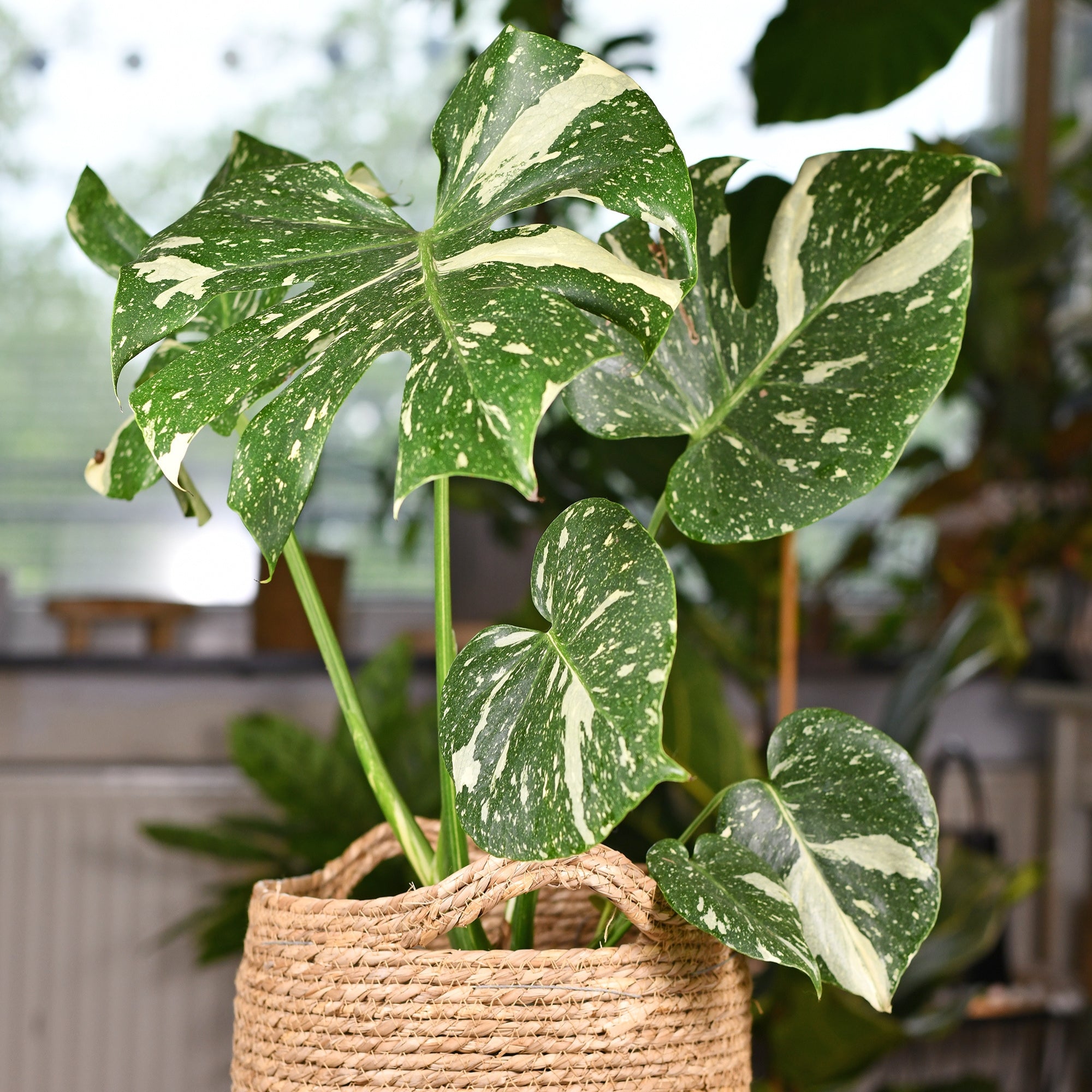 Fensterblatt 'Thai Constellation'