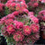 Hauswurz 'Ruby Lime®'