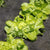 Gemüse-Set "Kopfsalat-Mix"