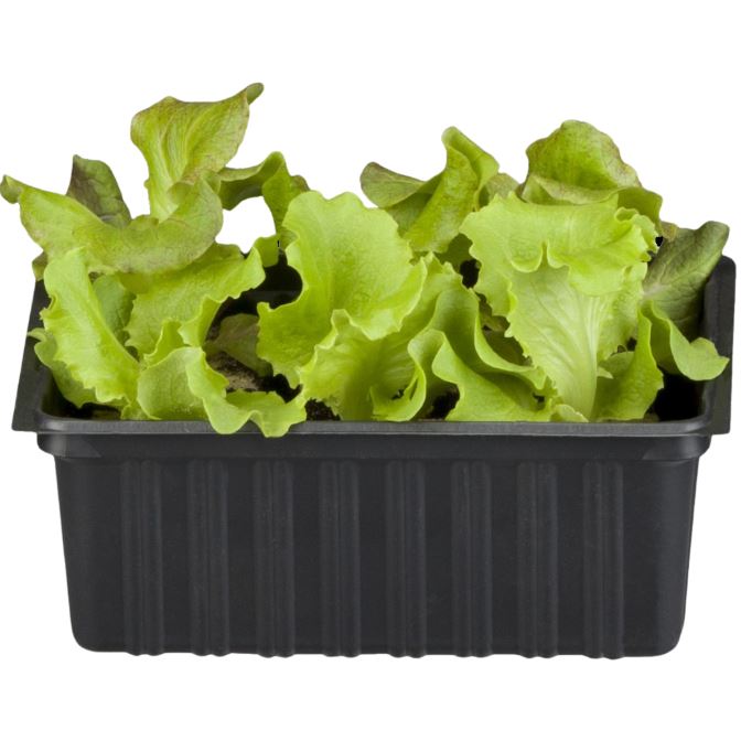 Gemüse-Set "Kopfsalat-Mix in Rot & Grün"