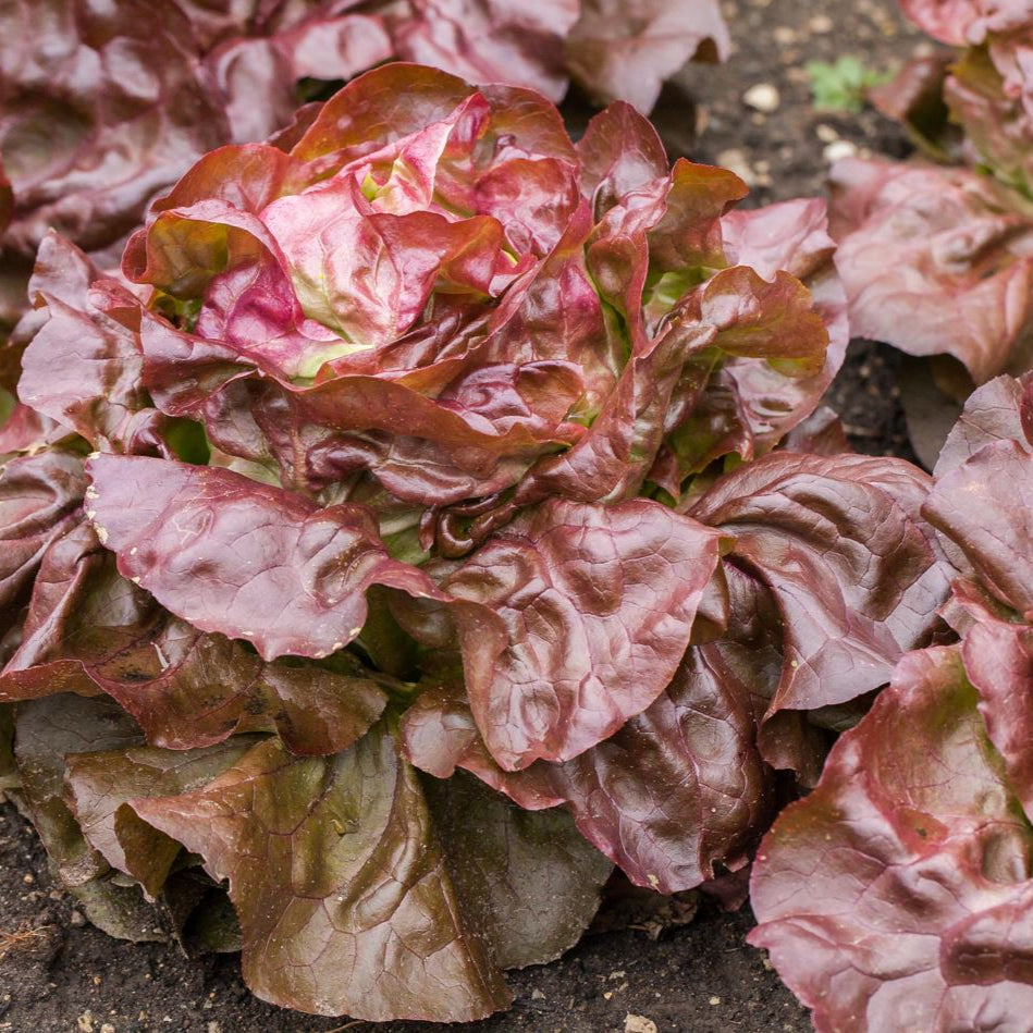 Gemüse-Set "Kopfsalat-Mix"
