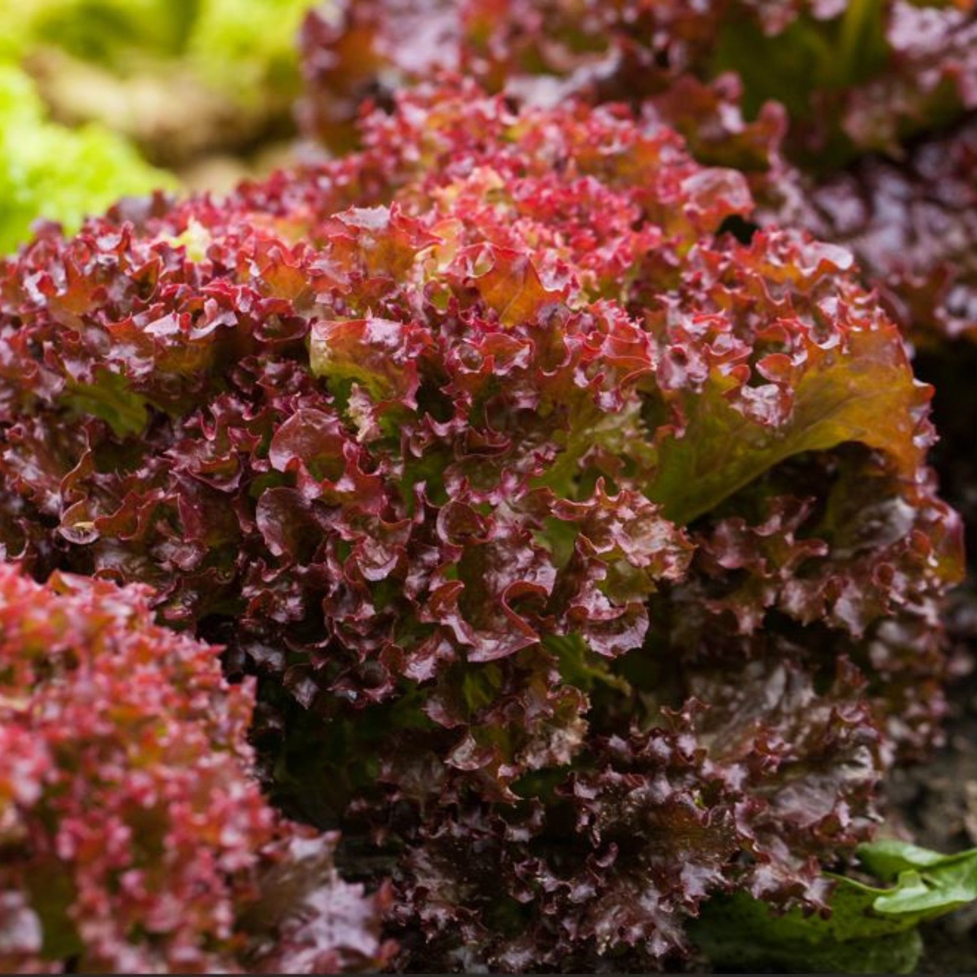 Pflücksalat-Mix 'Lollo Rossa'