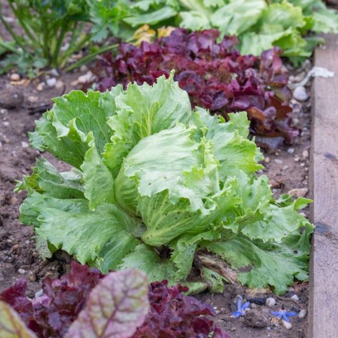 Gemüse-Set "Eisbergsalat-Mix"
