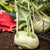 Gemüse-Set "Kohlrabi-Mix"