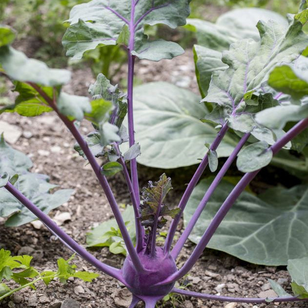 Gemüse-Set "Kohlrabi-Mix"