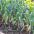 Gemüse-Set "Porree-Mix"