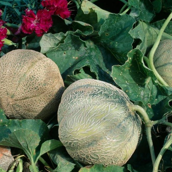 Bio Honigmelone 'Charentais'