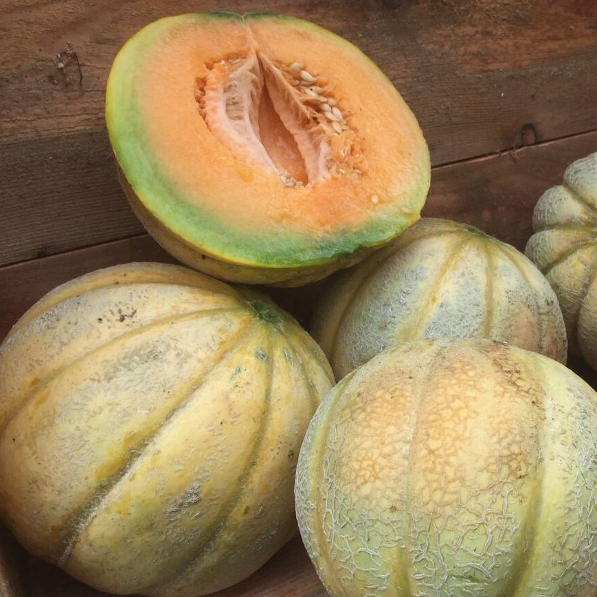 Bio Honigmelone 'Charentais'