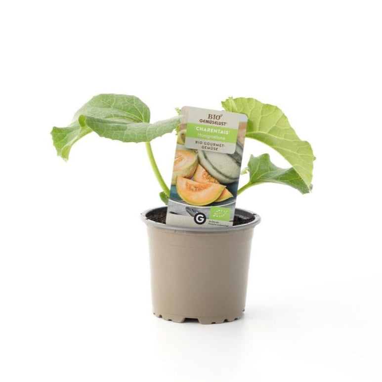 Bio Honigmelone 'Charentais'