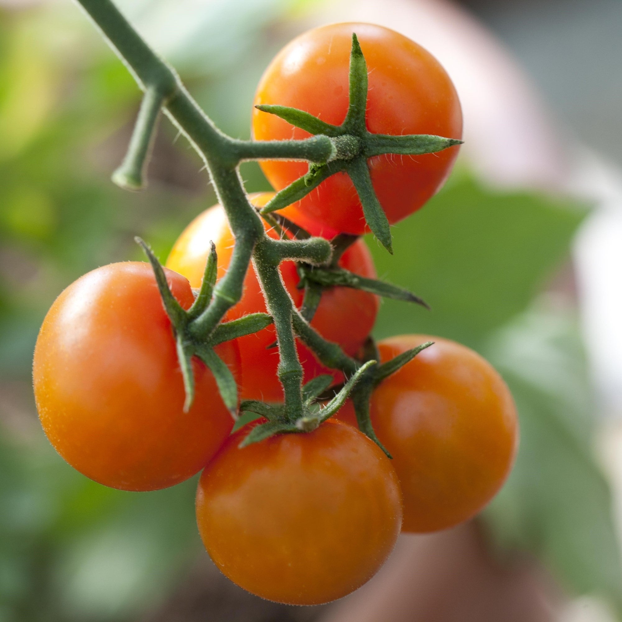 Cherrytomate 'Sungold'