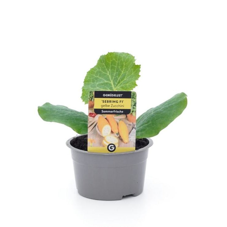 Zucchini 'Sebring', F1