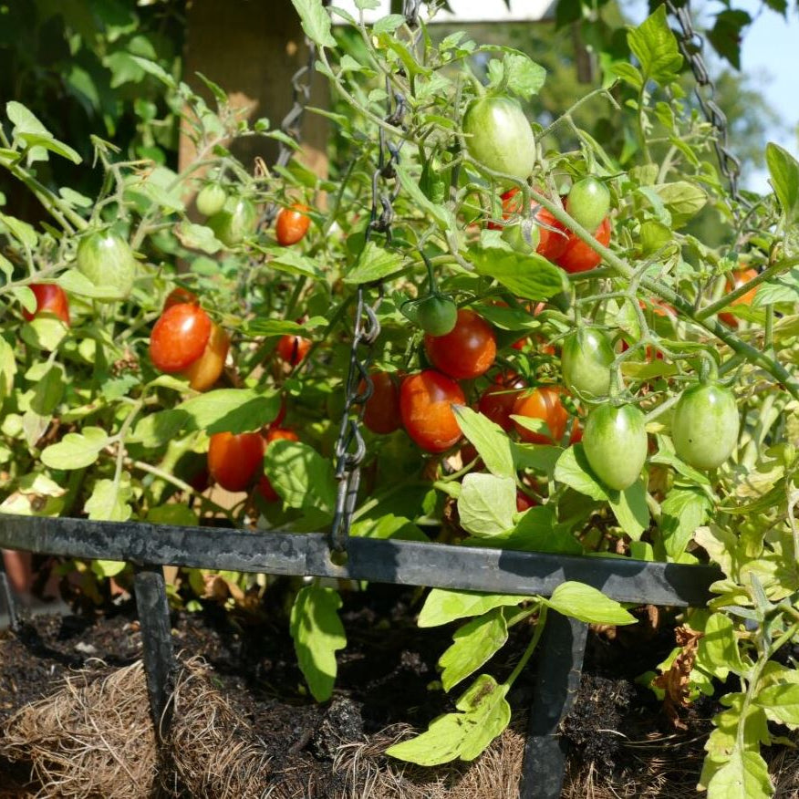 Buschtomate 'Romello'