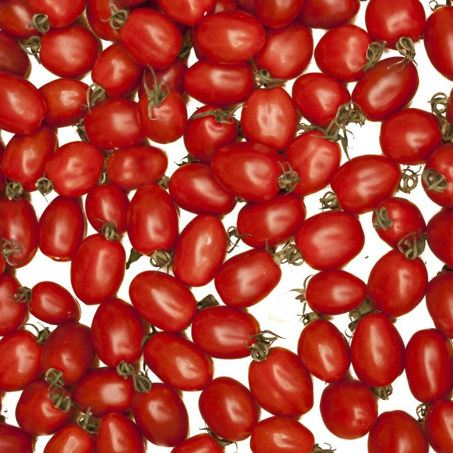 Buschtomate 'Romello'
