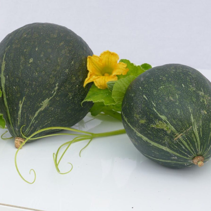 Kürbis 'Green Delicious'