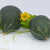 Kürbis 'Green Delicious'