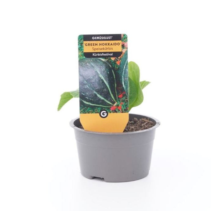 Kürbis 'Green Delicious'