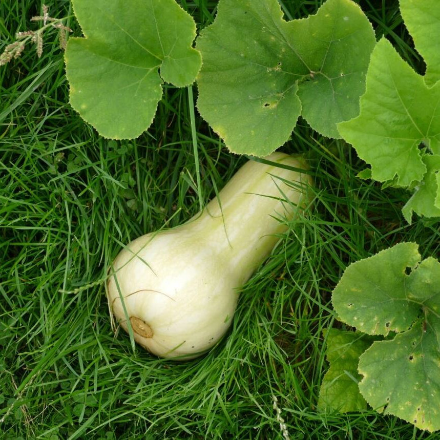 Kürbis 'Butternut'