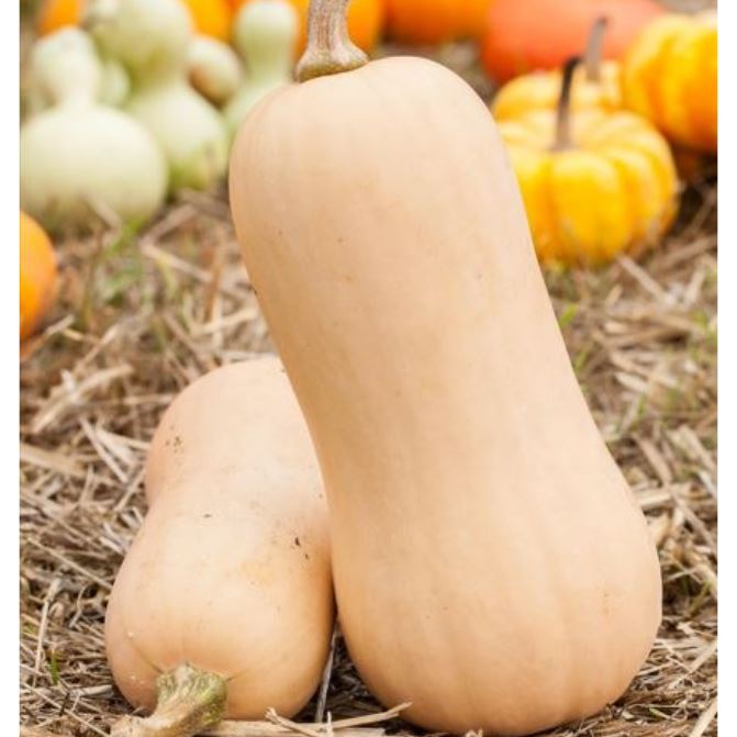 Kürbis 'Butternut'