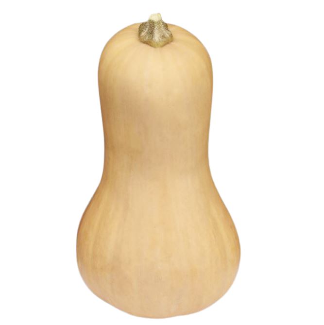 Kürbis 'Butternut'