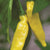 Chilli 'Hot Lemon'