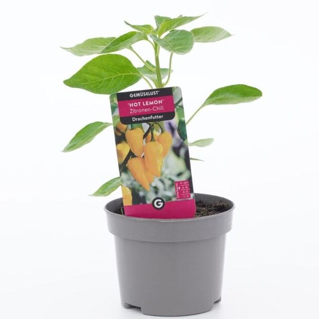 Chilli 'Hot Lemon'