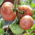 Fleischtomate, veredelt
