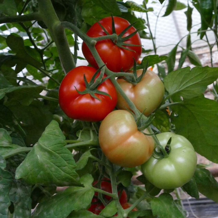 Tomate 'Previa', veredelt